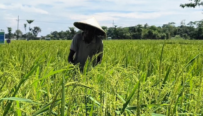 অনাবাদি জমিতে আউশ ধান চাষে সাফল্য, বাড়তি আয়ের আশা কৃষকদের