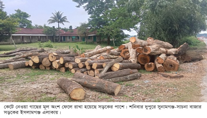 সুনামগঞ্জ-সাচনা বাজার সড়কে পরিপক্ব অজুহাতে ৪ সহস্রাধিক গাছ কর্তন
