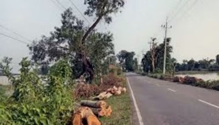 একই ব্যক্তি পেয়েছেন চার লটের ইজারা, টেন্ডার ও গাছের মূল্য নিয়ে জনমনে প্রশ্ন