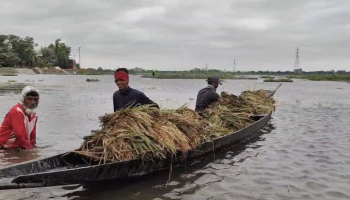 এল নিনো’র প্রভাব : আসন্ন মৌসুমে বোরো উৎপাদন হ্রাসের শঙ্কা