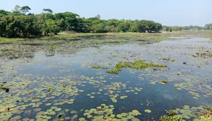 সাফেলা বড় বিল ও কুড়ি বিলে দখল বুঝিয়ে দিতে বাধা