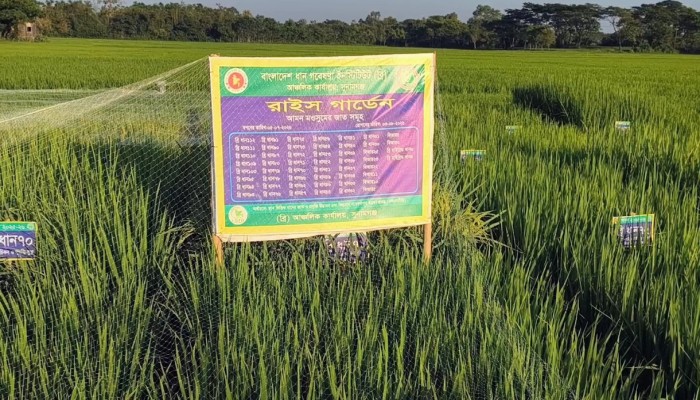 এক মাঠেই ৫২ জাতের ধান, সেরা জাত বাছাইয়ের সুযোগ কৃষকের