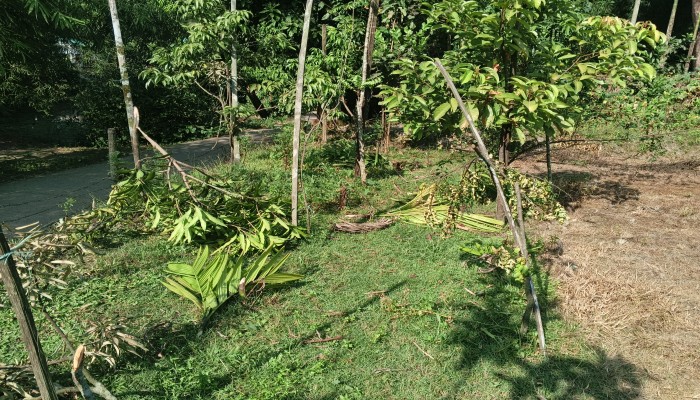মোল্লাপাড়ায় প্রবাসীর বাড়ির ফলজ গাছ কেটে ফেলার অভিযোগ